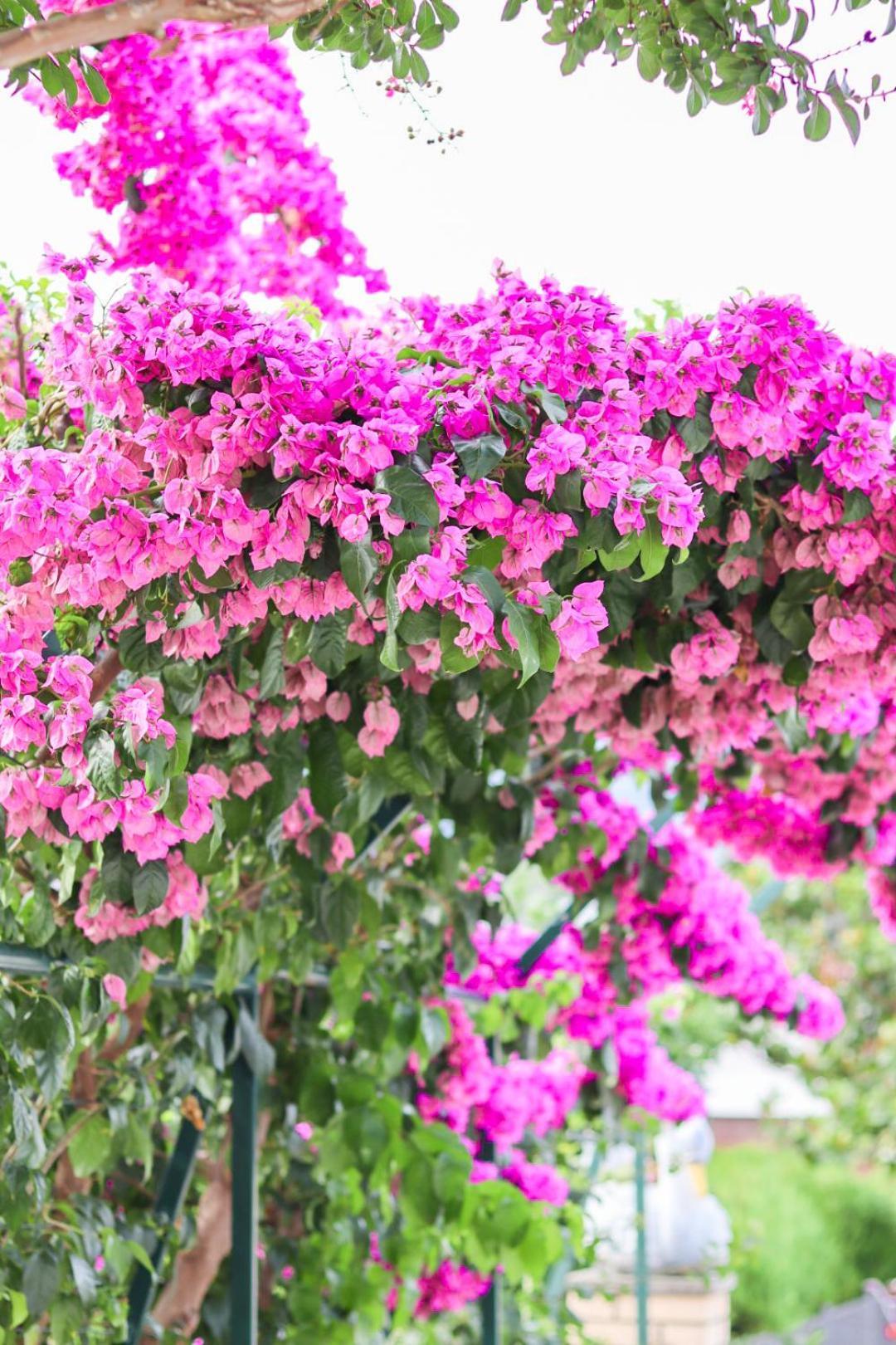 Hilja'S Oliven Garden Bungalows Улцинь Экстерьер фото